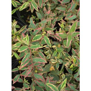 Hypericum x moserianum 'Tricolor' - kleinblütiger bunter Johanniskraut