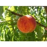 Pfirsich 'Suncrest' – Prunus persica – im Container