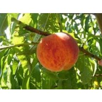   Pfirsich 'Suncrest' – Prunus persica – im Container