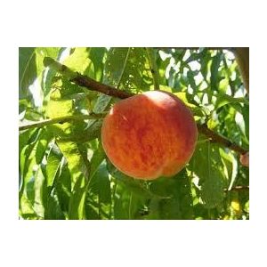 Pfirsich 'Suncrest' – Prunus persica – im Container