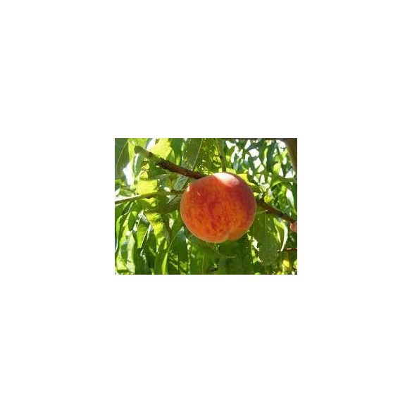 Pfirsich 'Suncrest' – Prunus persica – im Container