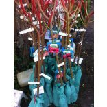 Pfirsich 'Suncrest' – Prunus persica – im Container