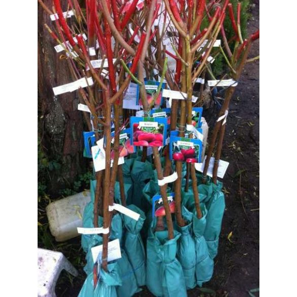 Pfirsich 'Suncrest' – Prunus persica – im Container