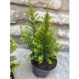  Lonicera nitida 'Ernest Wilson'