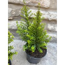  Lonicera nitida 'Ernest Wilson'