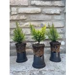  Lonicera nitida 'Ernest Wilson'