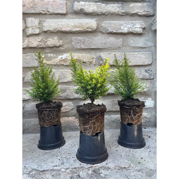  Lonicera nitida 'Ernest Wilson'