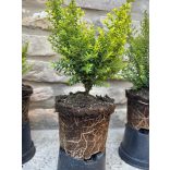  Lonicera nitida 'Ernest Wilson'