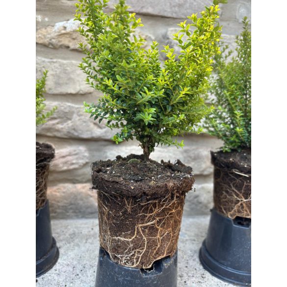  Lonicera nitida 'Ernest Wilson'