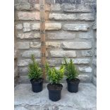  Lonicera nitida 'Ernest Wilson'