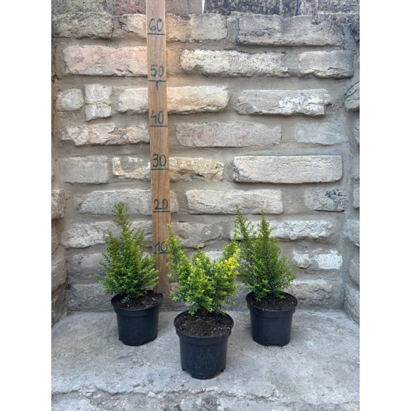  Lonicera nitida 'Ernest Wilson'