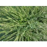  Lonicera nitida 'Ernest Wilson'