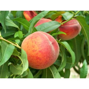 Pfirsich – Early Redhaven – Prunus persica