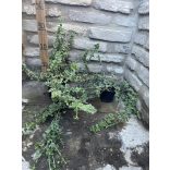 Euonymus fortunei 'Emerald Gaiety' - Spindelstrauch