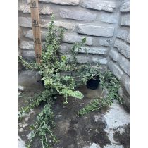   Euonymus fortunei 'Emerald Gaiety' - Spindelstrauch