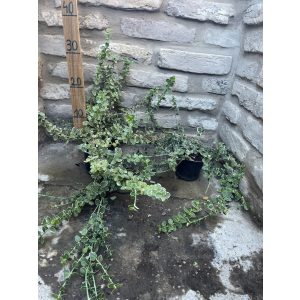 Euonymus fortunei 'Emerald Gaiety' - Spindelstrauch