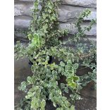 Euonymus fortunei 'Emerald Gaiety' - Spindelstrauch