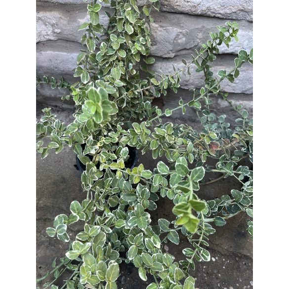 Euonymus fortunei 'Emerald Gaiety' - Spindelstrauch