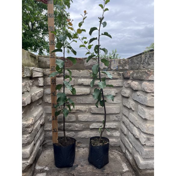 Zwetschke, Pflaume – Stanley – Prunus domestica – im Container