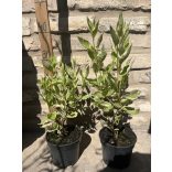 Cornus alba ‘Elegantissima’