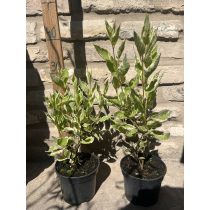 Cornus alba ‘Elegantissima’