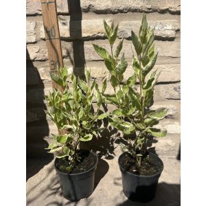 Cornus alba ‘Elegantissima’