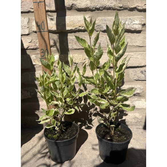 Cornus alba ‘Elegantissima’