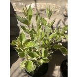 Cornus alba ‘Elegantissima’