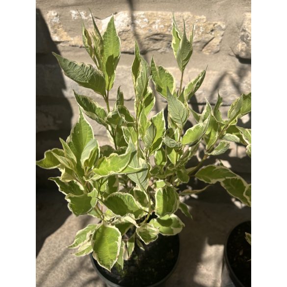 Cornus alba ‘Elegantissima’