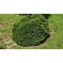 Thuja occidentalis 'Danica' - Kugelthuja