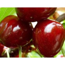 Süßkirsche – Linda – Prunus subg. Cerasus