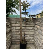 Schwarzholz-Hartriegel – Cornus alba ‘Kesselringii’