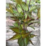 Schwarzholz-Hartriegel – Cornus alba ‘Kesselringii’