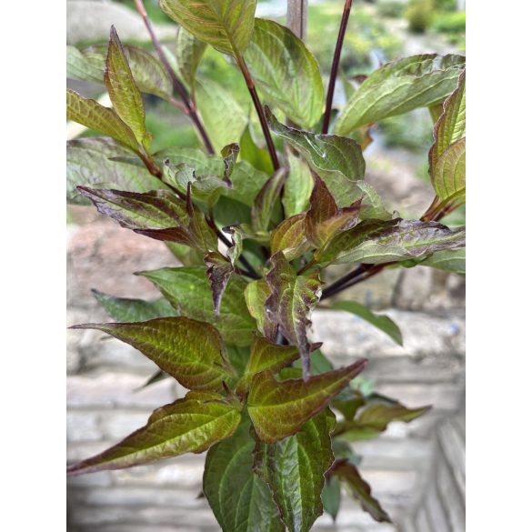 Schwarzholz-Hartriegel – Cornus alba ‘Kesselringii’