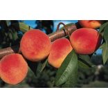 Pfirsich 'Redhaven' – Prunus persica – im Container