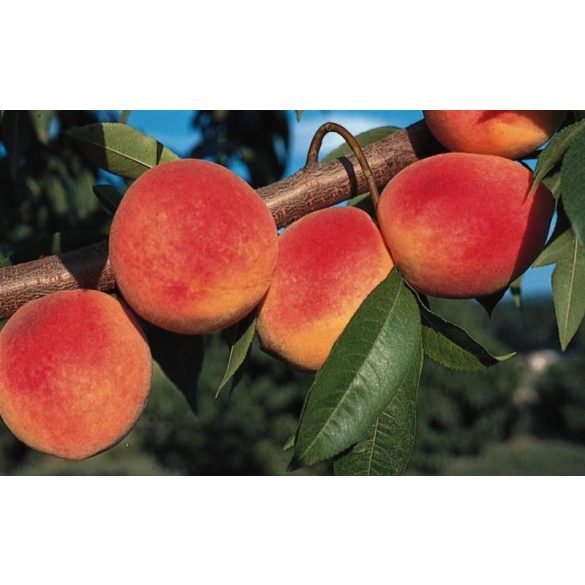 Pfirsich 'Redhaven' – Prunus persica – im Container