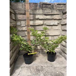 Schwarze Holunder - Sambucus nigra 'Haschberg"