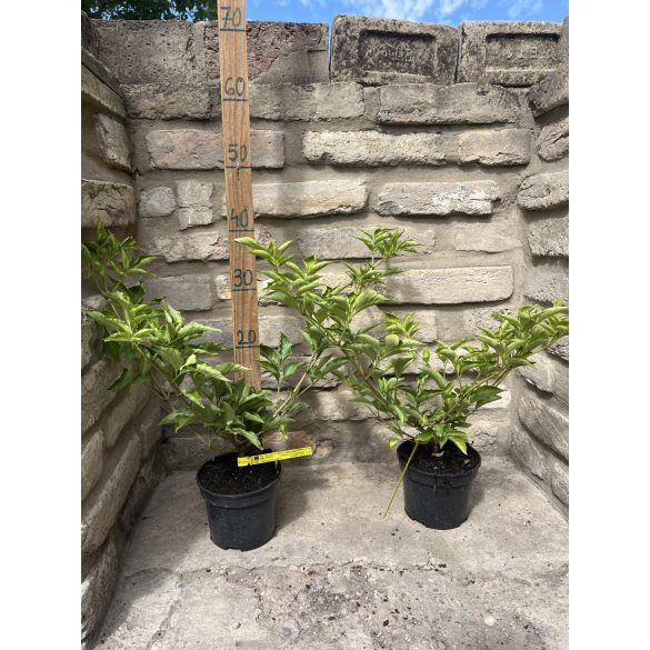 Schwarze Holunder - Sambucus nigra 'Haschberg"