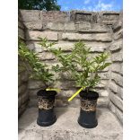 Schwarze Holunder - Sambucus nigra 'Haschberg"