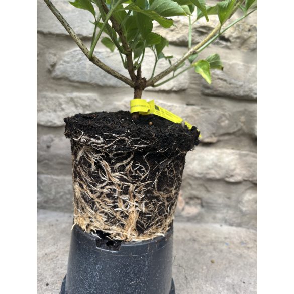 Schwarze Holunder - Sambucus nigra 'Haschberg"