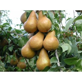 Winter Birne – Pyrus