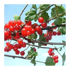 Schwarze, Roote Ribisel – Ribes nigrum, rubrum