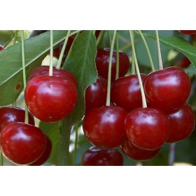 Sauerkirsche – Prunus cerasus